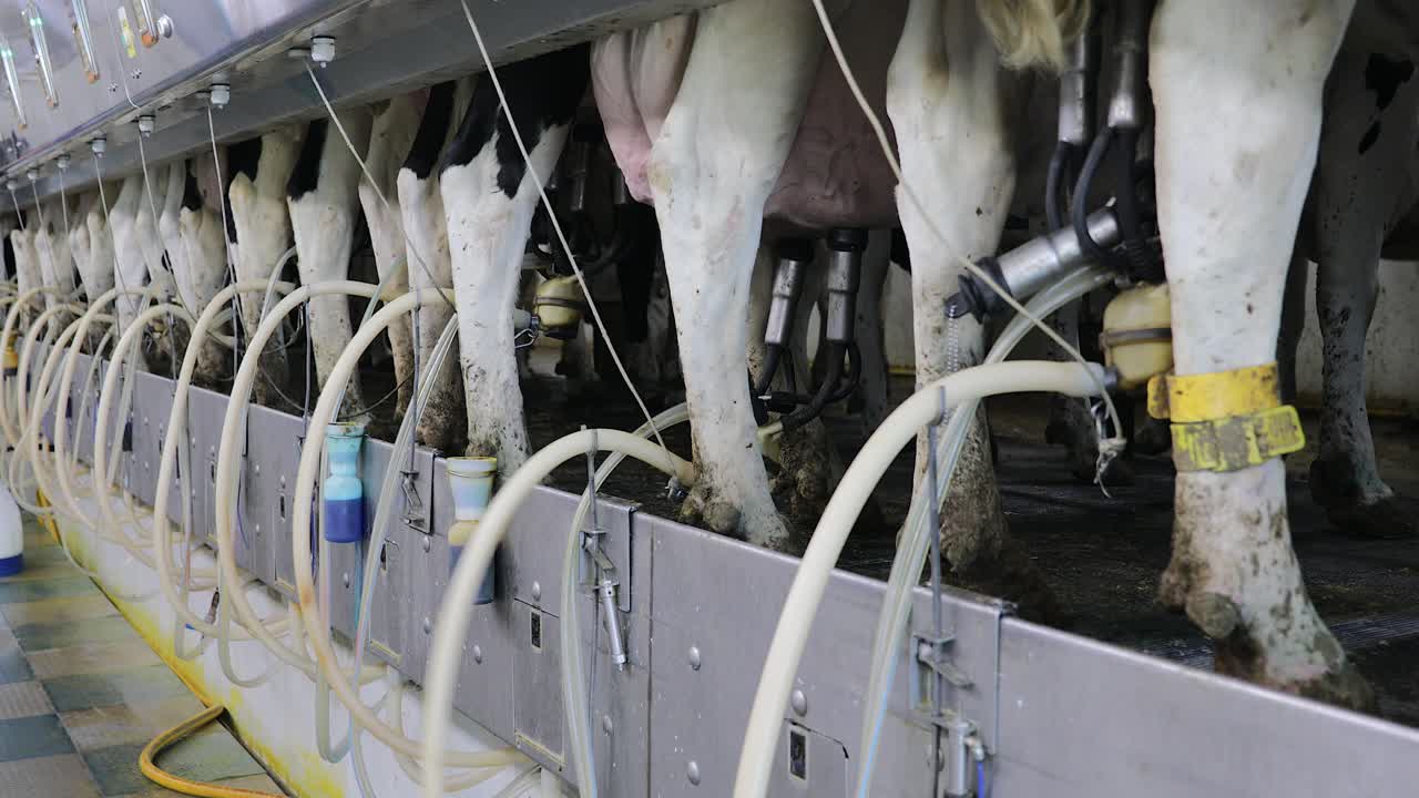 Modern milking facility milking holstein cows in a dairy barn