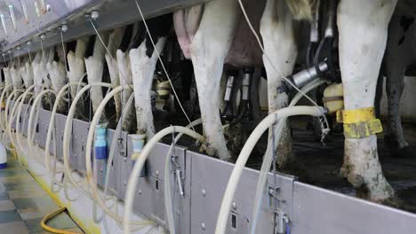 modern milking facility milking holstein cows in a dairy barn