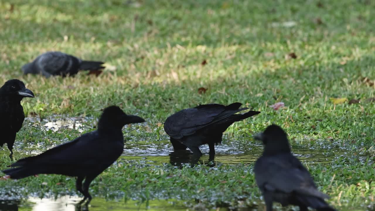 A group of crows and a pigeon explore a grassy patch, engaging in foraging behavior.