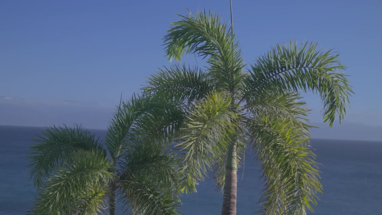 Riprese cinematografiche di due palme tropicali che ondeggiano al vento con l'oceano e il cielo blu chiaro sullo sfondo, catturando un'atmosfera costiera calda e un'ambientazione marittima rilassata
