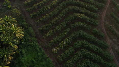 Drone-Spraying-orchard-on-hill