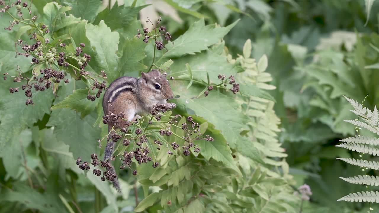 una linda ardilla se sienta en un arbusto verde, comiendo bayas secas