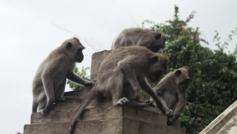 monkey perched on edge of temple roof against cloudy sky background