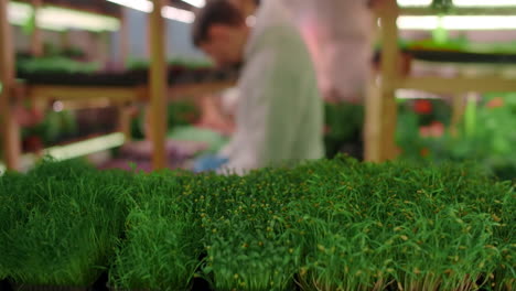 indoor vertical farming of microgreens with scientist