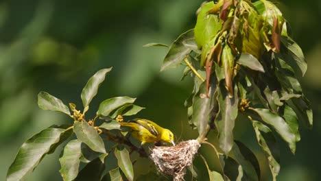 un hermoso iora común o aegithia tiphia pájaro con plumas amarillas está limpiando el nido