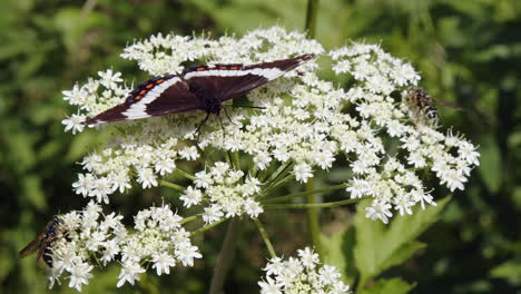 white admiral butterfly joined by bees on white flower, macro closeup