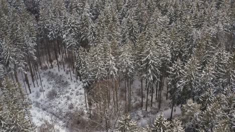 Antena-De-Invierno---Vuelo-Suave-Sobre-Abetos-Cubiertos-De-Nieve-En-Un-Bosque-Blanco-En-4k