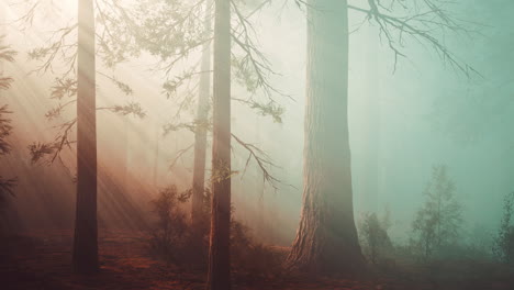 mysterious fairy tale deep magic forest