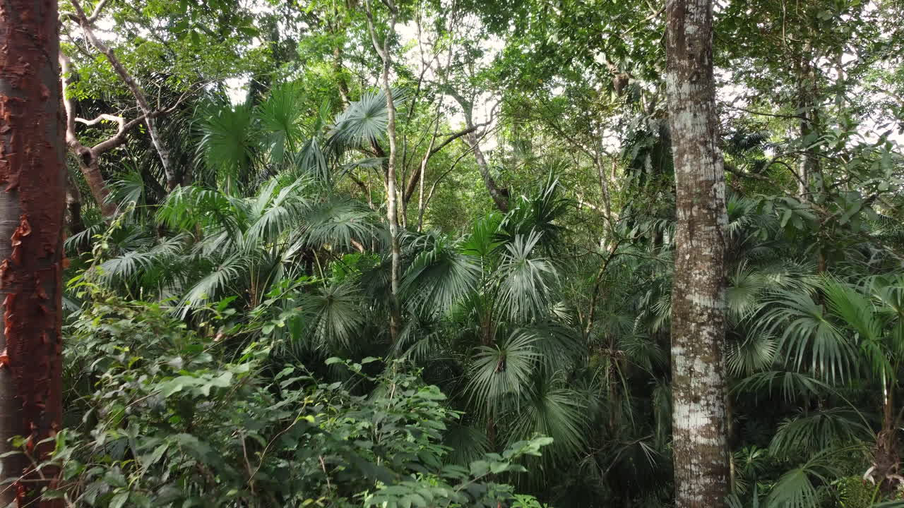 полет по джунглям между деревьями и листьями в спокойный день, замедленная съемка с перемоткой вперед