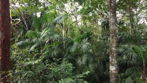 volando a través de la jungla entre árboles y hojas en un día tranquilo, toma de avance lento