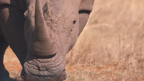 cuerno y cara sucia de rinoceronte blanco en la sabana africana, de cerca