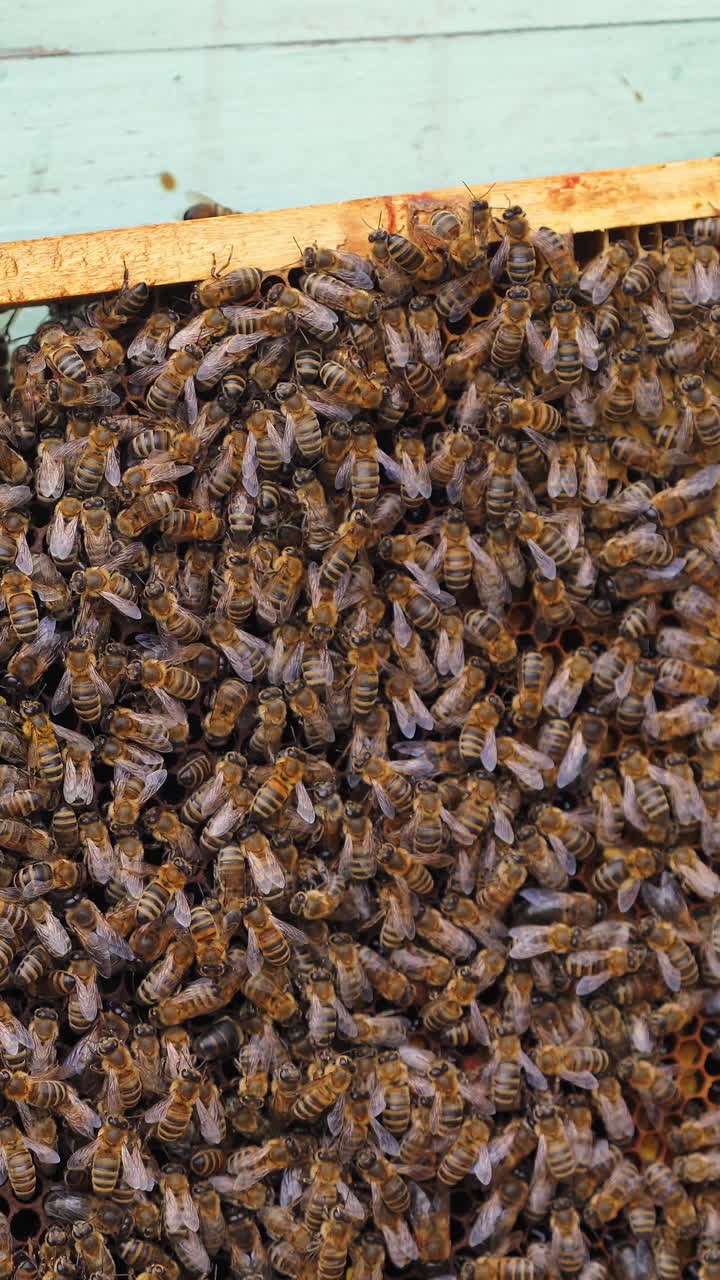 Working bees on honeycomb. Frames of a bee hive. Apiculture Vertical video