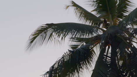 Palme-Auf-Einer-Tropischen-Insel-Beginnt-Unscharf-Und-Wird-Scharf