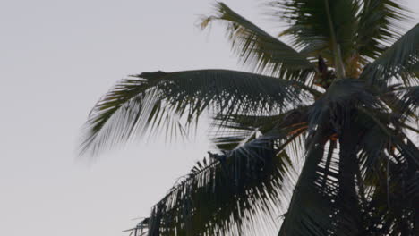 Palm tree on tropical island starting out of focus and becoming sharp