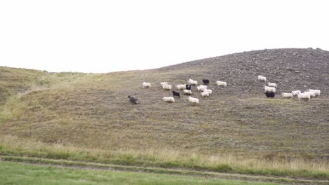 Schafherde-Läuft-Auf-Einem-Hügel