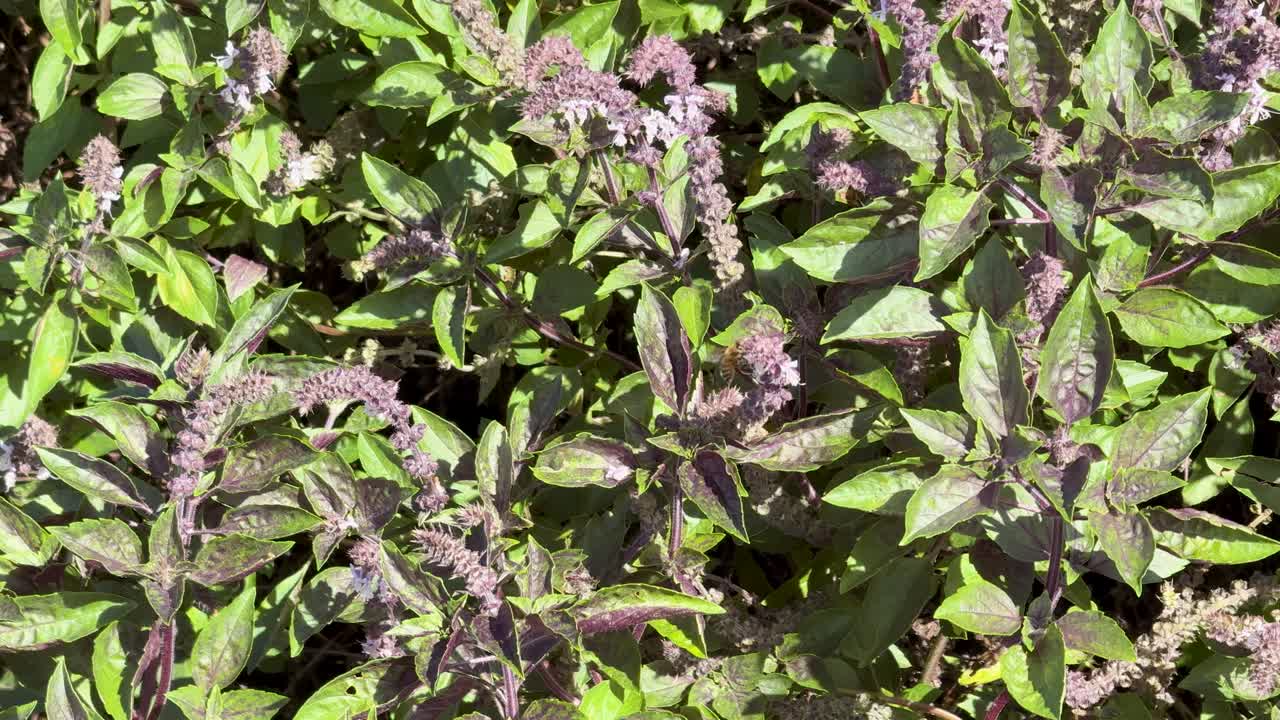 Dense basil plants with purple flower spikes fill the frame under bright natural sunlight. The camera remains steady, highlighting lush foliage and floral details