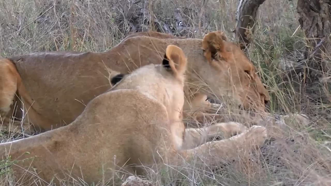 een soepele gestage terugtrekking van leeuwen die zichzelf verzorgen in de hete zomerbries