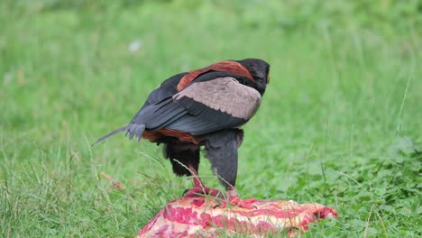 Águila-De-Cola-Corta-Cautivada,-Pájaro-Carnívoro-Picotea-Carne-Roja-Fresca-En-La-Pradera