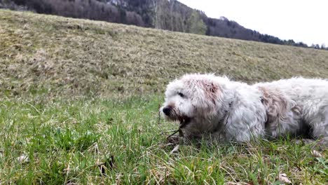 dog biting wood stick in nature, in green grass outdoor trail