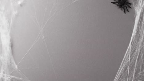 video of halloween spider and spider's web and copy space on grey background