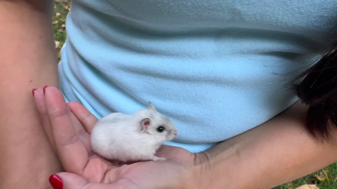 손에 작은  햄스터