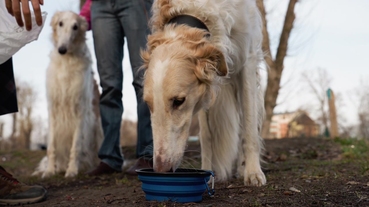 Hund trinkt Wasser aus einem faltbaren Napf, während ein anderer Hund daneben steht. Eine Menschenhand greift nach den Hunden, was eine Interaktion in einer Außenumgebung mit sichtbaren Bäumen und Gebäuden andeutet