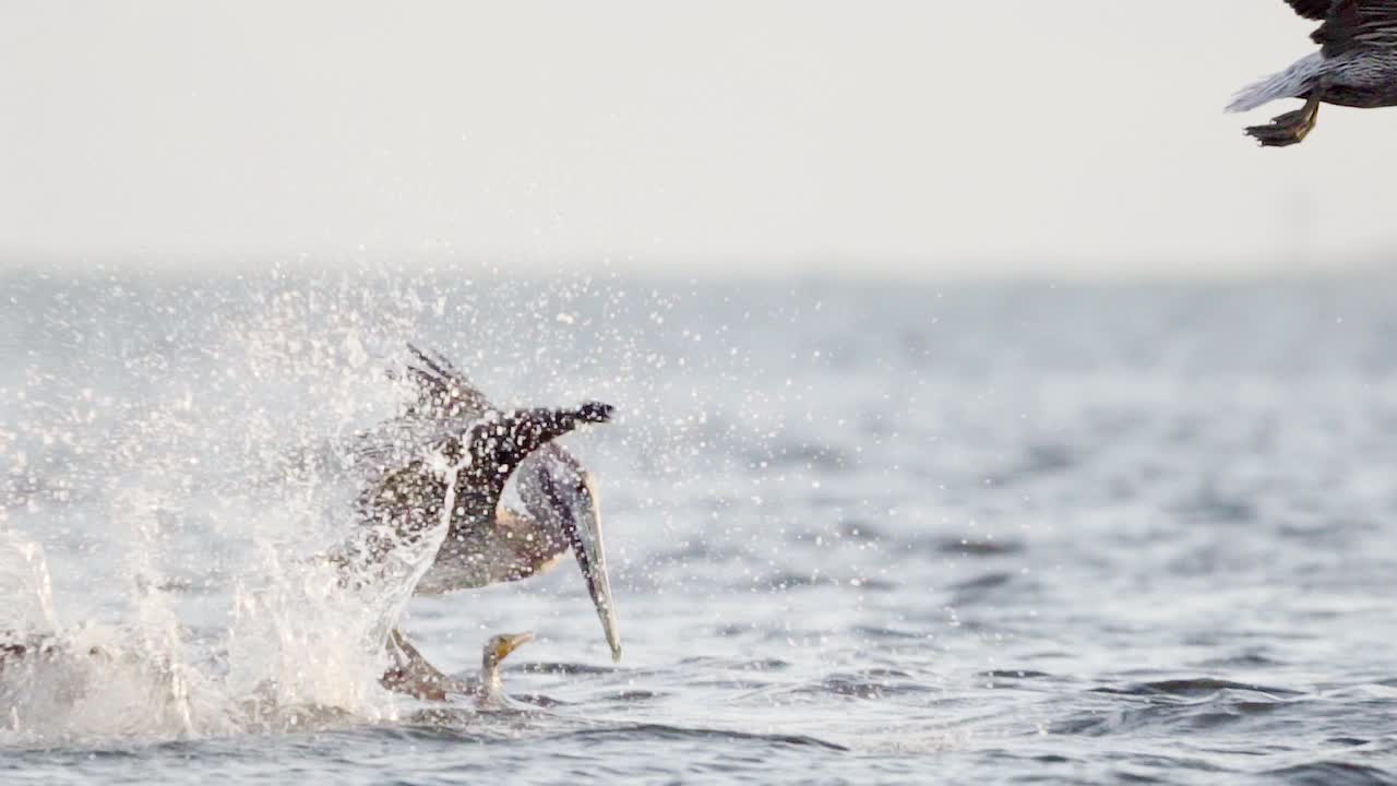 세 마리의 갈색 펠리칸이 날고 바다로 뛰어들어 슬로우 모션으로 먹이를 먹습니다.