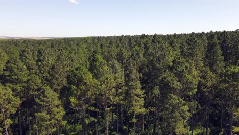 avanzando sobre una vasta plantación de pinos