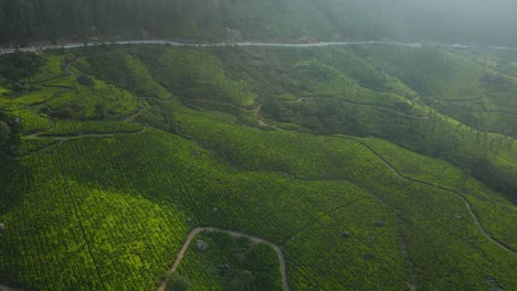 tomada aérea de los hermosos jardines de té y las verdes colinas de munnar