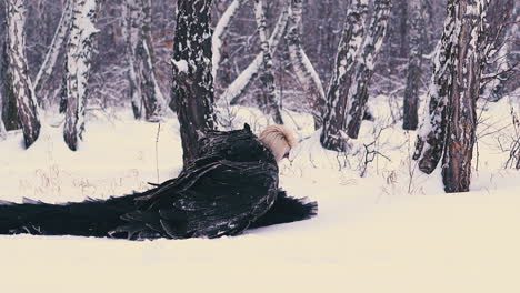 modelo en hermoso traje de fénix con los ojos vendados se sienta en la nieve