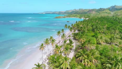 lowering on tall palm trees at the seacoast of playa rincon in las galeras, samana, dominican republic