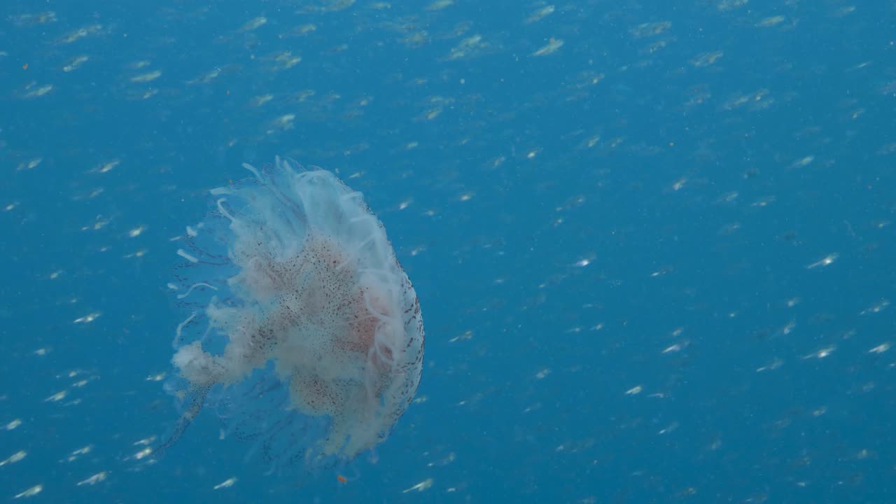 커다란 해파리가 반짝이는 학교 물고기를 배경으로 푸른 바다를 위엄있게 떠다닌다