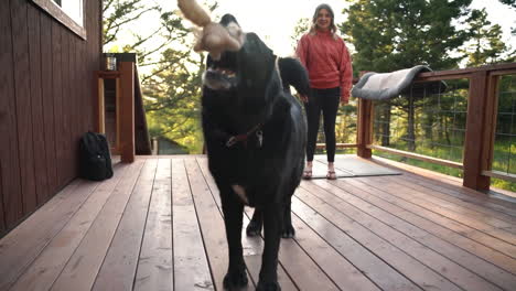 忠實的黑拉布拉多犬在慢拍中抓住他最喜歡的玩具