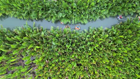 aerial view of people harvesting palm trees in a canal