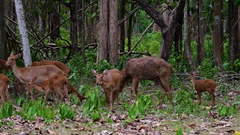 El-Ciervo-Del-Campo-Es-Una-Especie-En-Peligro-De-Extinción-Debido-A-La-Pérdida-De-Hábitat-Y-La-Caza