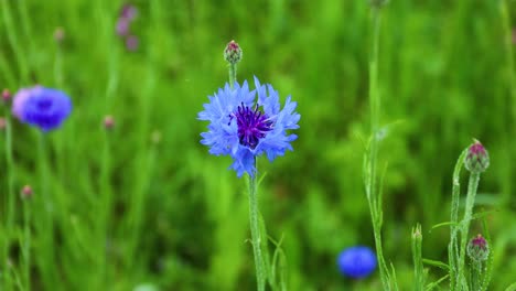 blue cornflower or bachelor's button