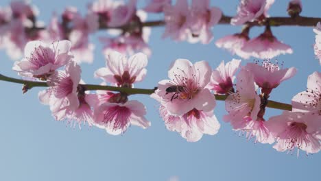 bienen trinken nektar aus der wunderschönen sakura kirschblüte, rosa blüte im frühling, blauer himmel, sonniger tag.