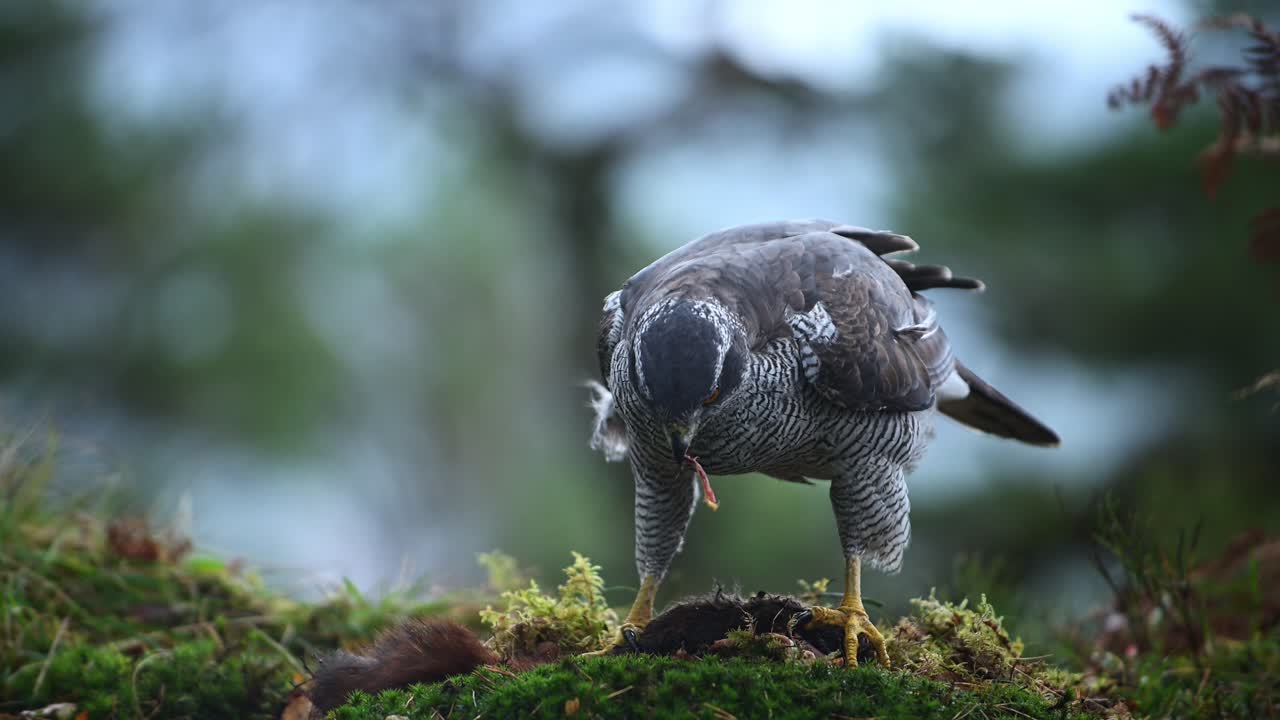 Close up ground level view of Eurasian Goshawk eating pieces of meat from dead squirrel carcass, slow motion.