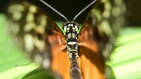 Makro-Nahaufnahme-Eines-Schmetterlings,-Der-Auf-Einem-Blatt-Ruht