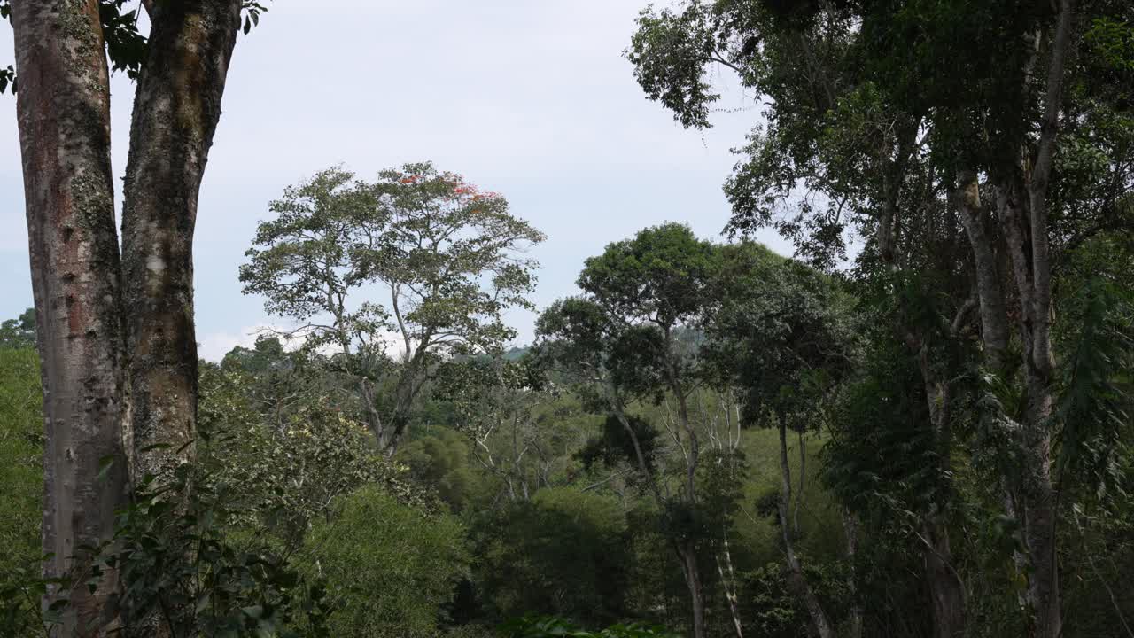 Colombia forest amazon region South America tropical dense jungle vegetation