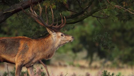 stag, red deer, large male, mating call, heard, forest meadow, running, cinematic slow motion