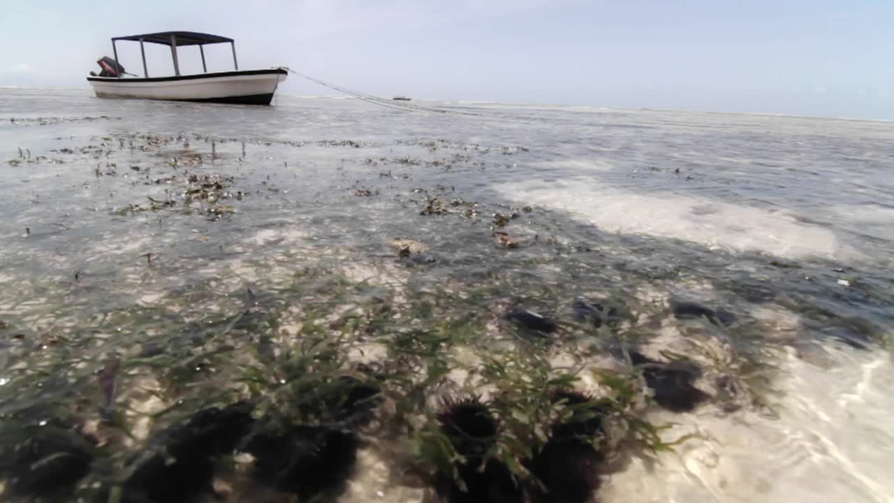 barco con marea baja con agua en movimiento y vida vegetal