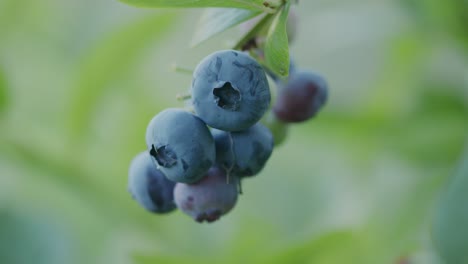 bunch of juicy ripe blueberries on stalk with bright green bokeh