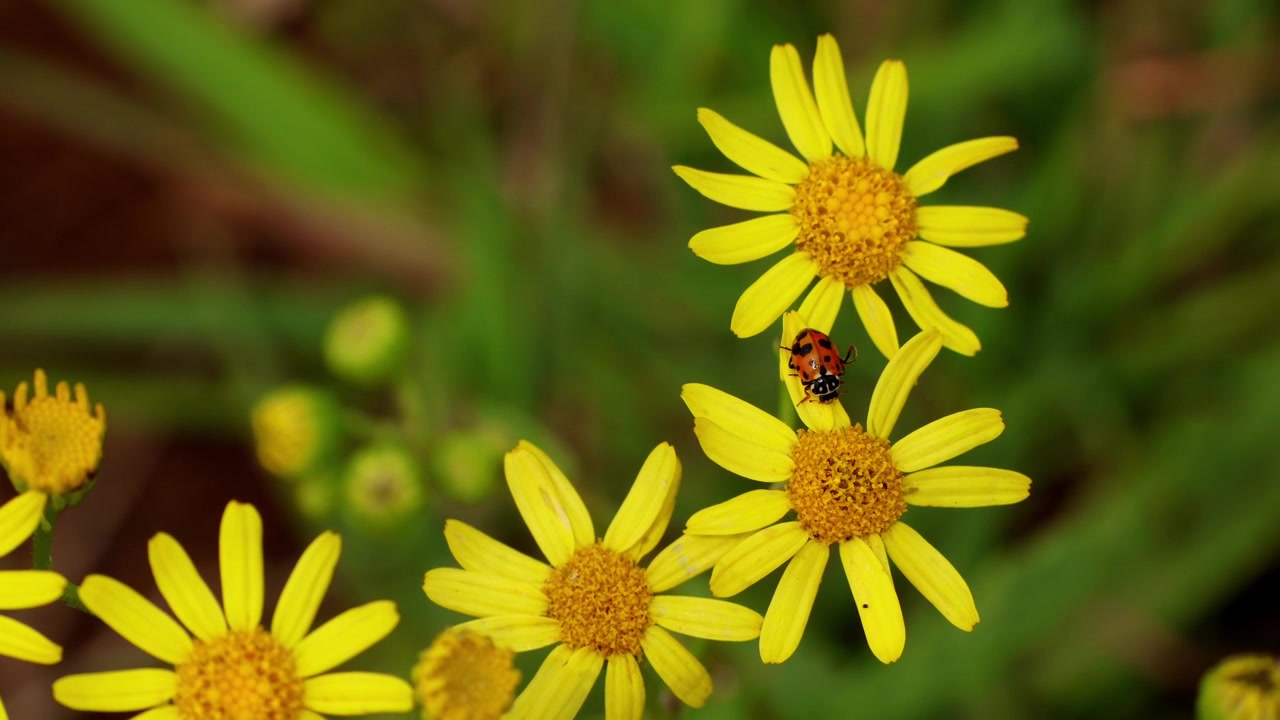 Video in primo piano che mostra la Variegata hippodamia, comunemente nota come coccinella ambrata maculata, mentre riposa su un fiore di Jacobaea nudicaulis in un habitat forestale naturale dell'Himalaya durante l'estate nell'Himachal