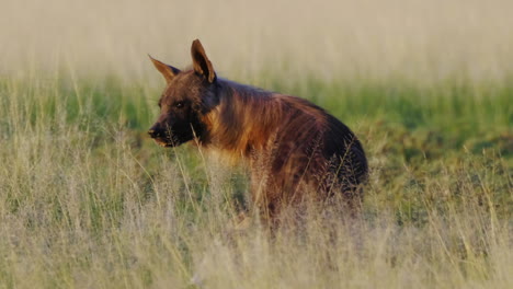 Seltene-Braune-Hyäne,-Die-Sich-In-Der-Morgensonne-In-Der-Zentralen-Kalahari-Von-Einer-Beute-Ernährt