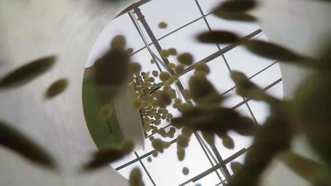 카메라 위에 있는 화분에 씨앗을 버리는 관점 샷