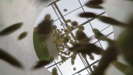 toma en perspectiva de arrojar semillas en una maceta encima de la cámara