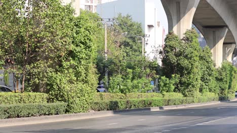 greenery under a concrete bridge structure