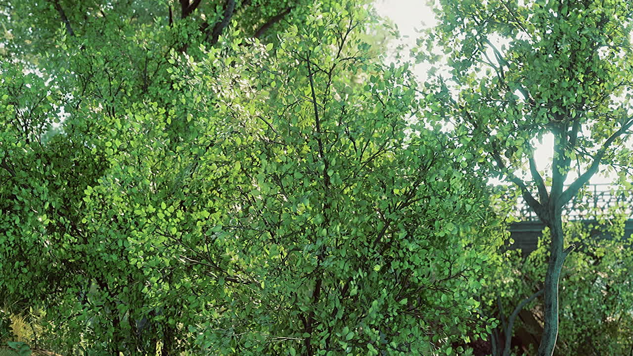Lush green trees under bright sunlight in a vibrant park setting