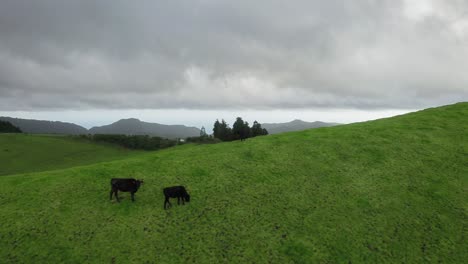 FlyOver-Black-Grazing-Cows-in-Green-Pasture,-Azores,-São-Miguel-Island